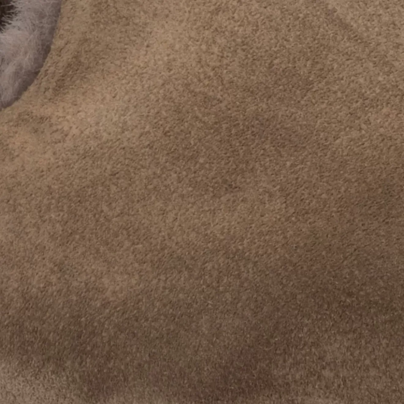 Flats-Aquatalia Rayla Light Taupe